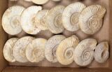 Lot: Lbs Perisphinctes Ammonite Fossils - Pieces #103889-1